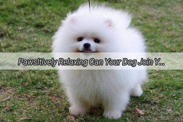 PawsItively Relaxing Can Your Dog Join You at the Pet Massage Parlor